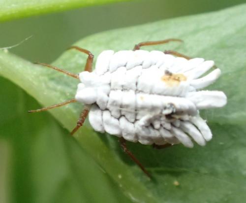Orthezia urticae